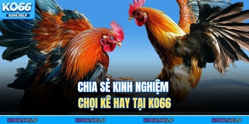 Chia sẻ kinh nghiệm chọi kê hay tại KO66
