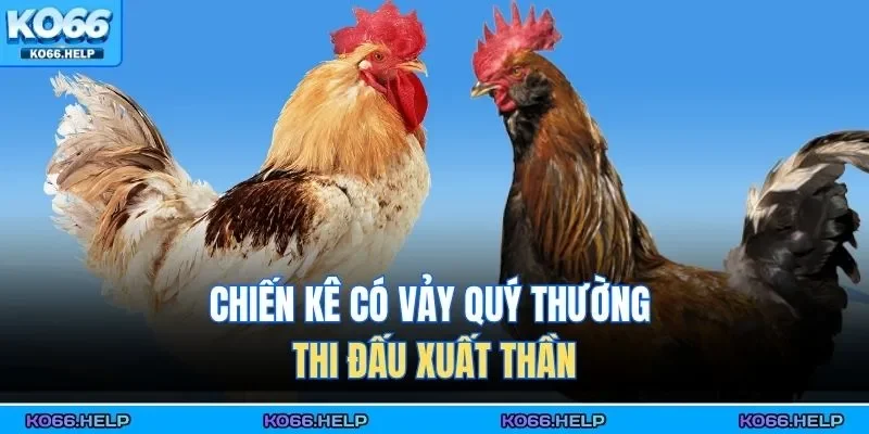 Chiến kê có vảy quý thường thi đấu xuất thần