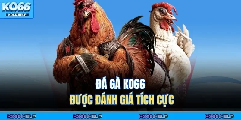 Đá gà KO66 được đánh giá tích cực 