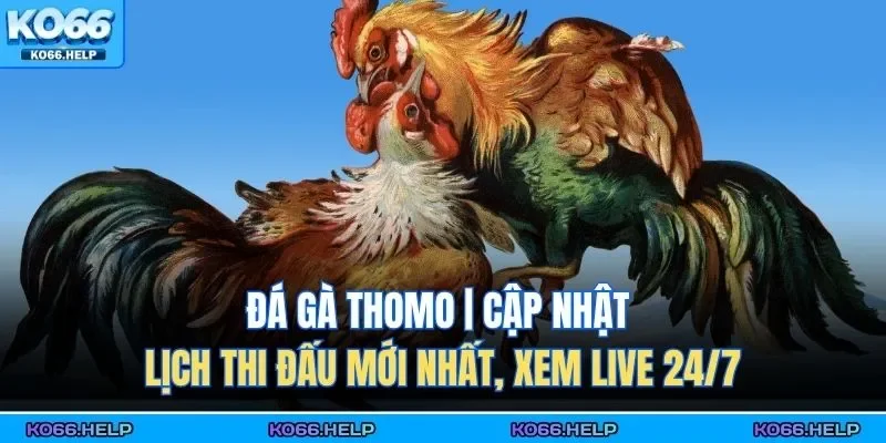 Đá gà Thomo mang đến một trải nghiệm