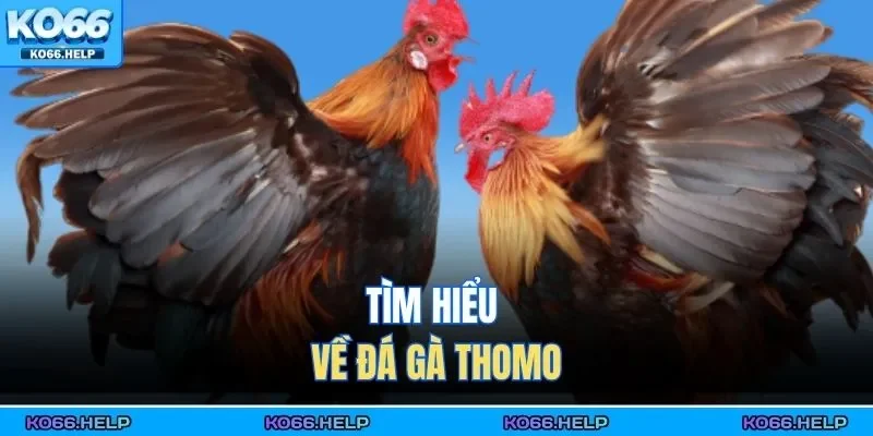 Tìm hiểu về đá gà Thomo