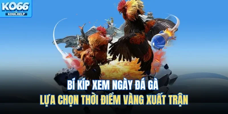 Bí kíp xem ngày đá gà thực chất là sự kết hợp