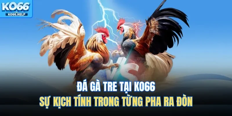 Đá gà tre tại Ko66 mang đến không khí thi đấu